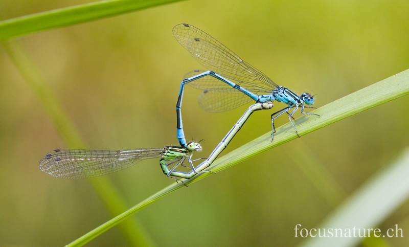 Agrion 6441.jpg - Agrions jouvencelles (Ermitage, Genève, Suisse, juin 2013)